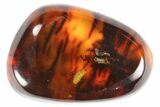 Detailed Fossil Beetle Larva (Coleoptera) In Baltic Amber #102751-1